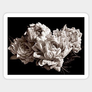 Four Peonies Sepia Monochrome Print Sticker